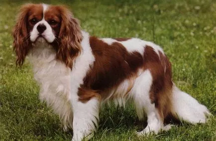 kutyafajta Cavalier King Charles spániel fotó kölykök és felnőtt kutyák