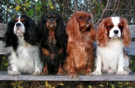 kutyafajta Cavalier King Charles spániel fotó kölykök és felnőtt kutyák