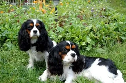 kutyafajta Cavalier King Charles spániel fotó kölykök és felnőtt kutyák