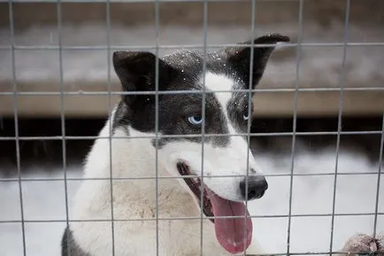 Să mergem la o plimbare husky!