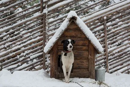 Să mergem la o plimbare husky!