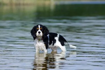 kutyafajta Cavalier King Charles spániel fotó kölykök és felnőtt kutyák