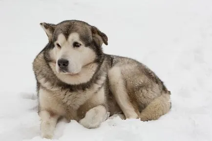 Să mergem la o plimbare husky!