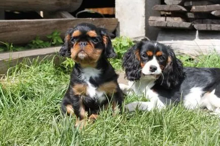 kutyafajta Cavalier King Charles spániel fotó kölykök és felnőtt kutyák