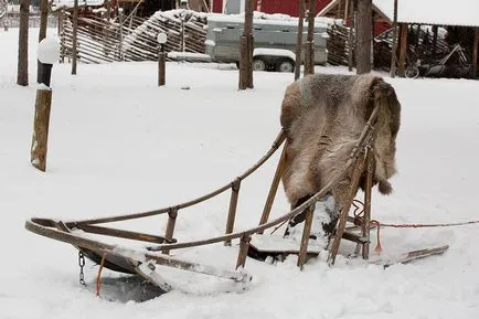 Să mergem la o plimbare husky!