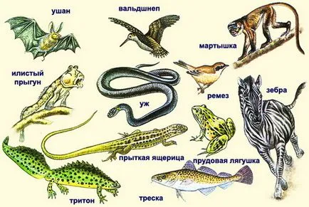 vertebrate, subtipului sau, cele mai mari studii portal cranieni