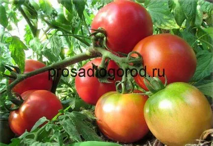 Descrierea Tomate liang a soiului, cultivarea de tomate caracteristic, foto și video