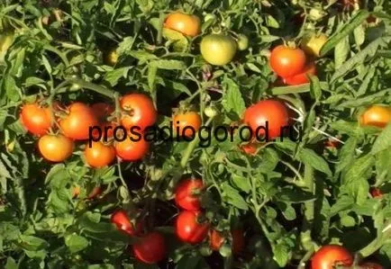 Descrierea Tomate liang a soiului, cultivarea de tomate caracteristic, foto și video