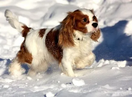 kutyafajta Cavalier King Charles spániel fotó kölykök és felnőtt kutyák