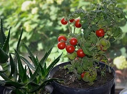 Descrierea Tomate Pinocchio a soiului și în creștere