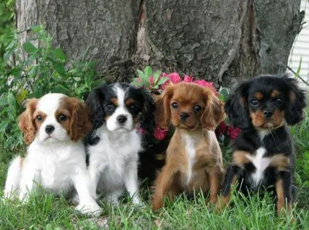 kutyafajta Cavalier King Charles spániel fotó kölykök és felnőtt kutyák