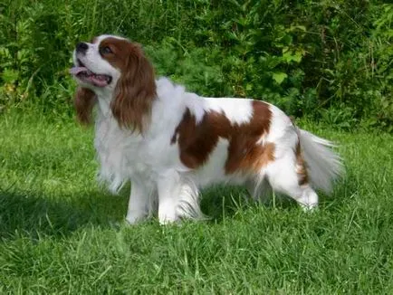 kutyafajta Cavalier King Charles spániel fotó kölykök és felnőtt kutyák