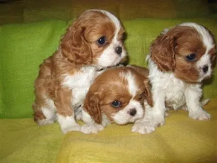 kutyafajta Cavalier King Charles spániel fotó kölykök és felnőtt kutyák