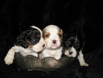 kutyafajta Cavalier King Charles spániel fotó kölykök és felnőtt kutyák