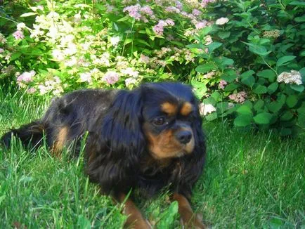 kutyafajta Cavalier King Charles spániel fotó kölykök és felnőtt kutyák