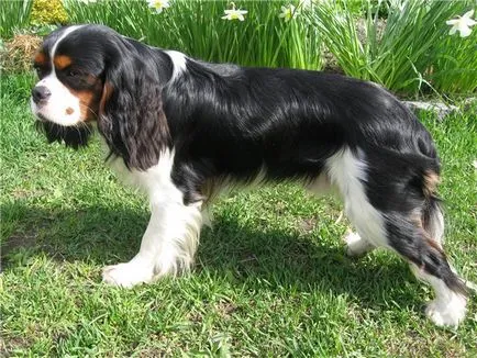 kutyafajta Cavalier King Charles spániel fotó kölykök és felnőtt kutyák