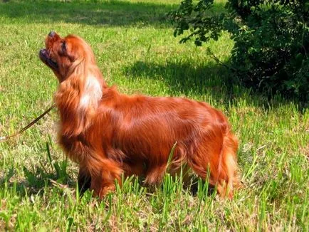 kutyafajta Cavalier King Charles spániel fotó kölykök és felnőtt kutyák