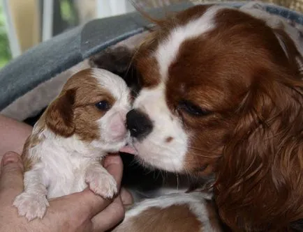 kutyafajta Cavalier King Charles spániel fotó kölykök és felnőtt kutyák