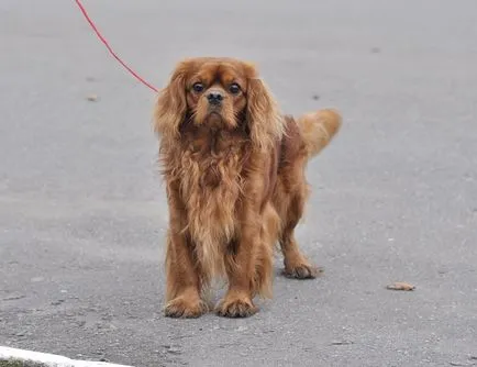 kutyafajta Cavalier King Charles spániel fotó kölykök és felnőtt kutyák