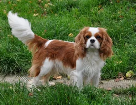 kutyafajta Cavalier King Charles spániel fotó kölykök és felnőtt kutyák