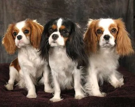 kutyafajta Cavalier King Charles spániel fotó kölykök és felnőtt kutyák