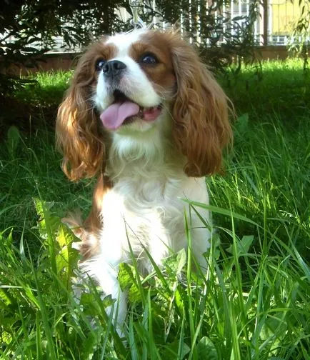 kutyafajta Cavalier King Charles spániel fotó kölykök és felnőtt kutyák