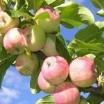 Засаждането ябълкови дървета