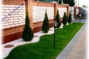 arborvitae de plantare și îngrijire