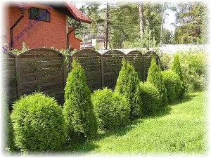 Ültetés arborvitae és gondozás