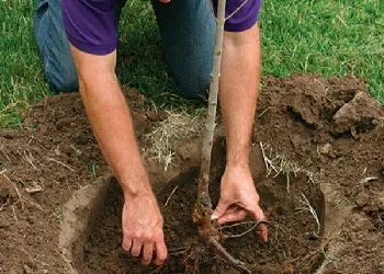 Засаждане на сливи в Урал