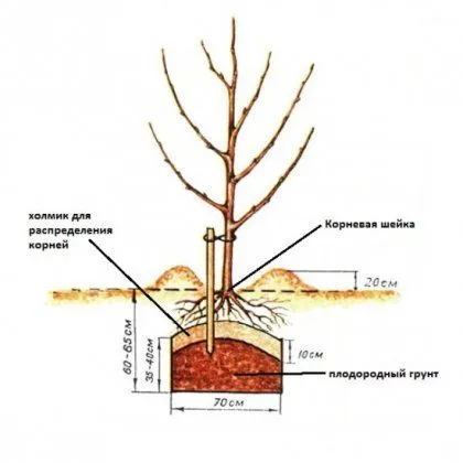 plantarea de copaci de mere