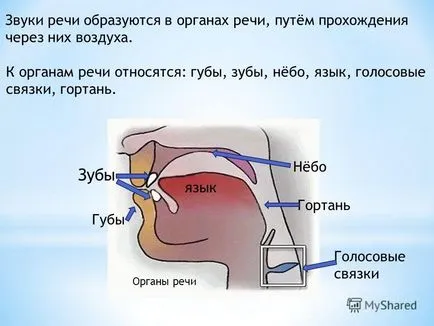 Előadás a fonetika vizsgálatok beszédhangok (kiemelve a szögletes zárójelben), a stressz és a szótagok