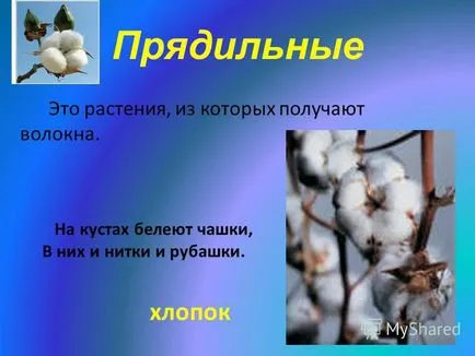 Представяне на растения, които са засадени самия човек, се грижи за разсад, събира