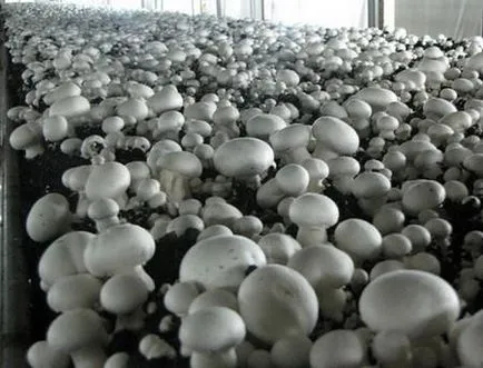 Megfelelő termesztése fehér gomba üvegházban