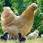 Producția de păsări de curte și de ouă