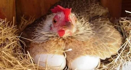 Производство на домашни птици и яйца