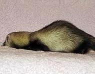 Rahitismului la dihori Ferret Center