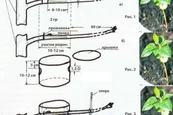 A szaporodási szőlő rétegződés különböző módokon (videó)