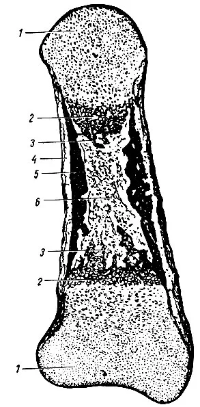 Dezvoltarea scheletului 1973 - Anatomia omului