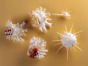 Kagyló az akváriumban, akvárium dekoráció