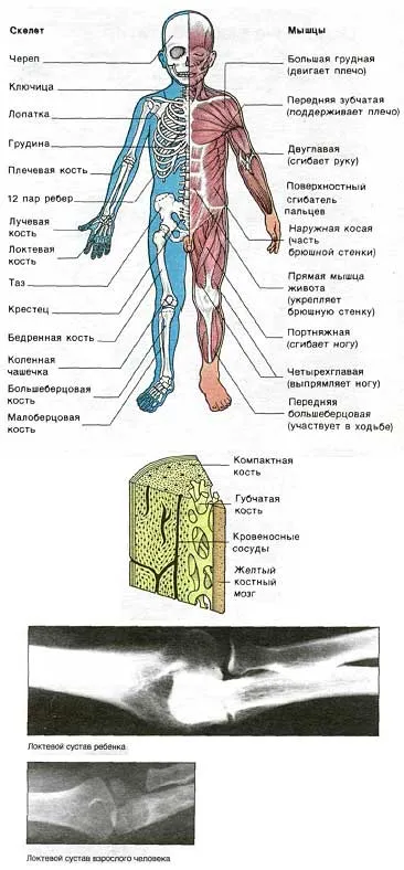 Развитието на скелета и мускулите на дете