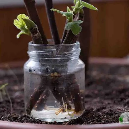 Szaporítás dugványozással a füge és a sorrendben a transzplantáció a földbe