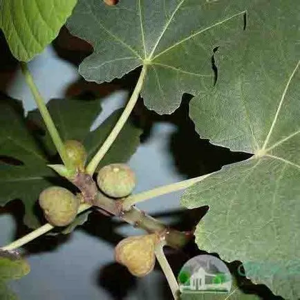 Szaporítás dugványozással a füge és a sorrendben a transzplantáció a földbe