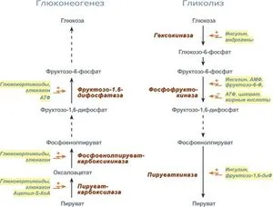 Регулирането на гликолизата и глюконеогенезата