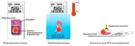 Megoldás immunhisztokémiai labor