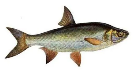 риба кротушка