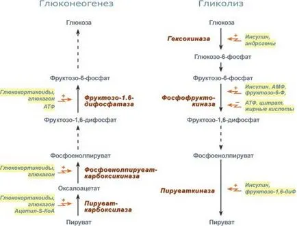 Регламент на гликолиза-GNG