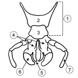 Mouthparts de insecte, de referință