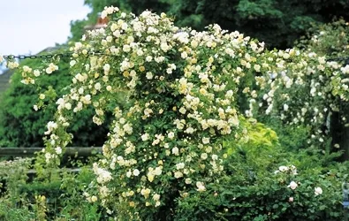 flori Curly gradina - plante de viță de vie - grădinărit pe verticală, cu propriile mâini, dând propriile sale mâini