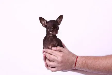 Малката в света куче